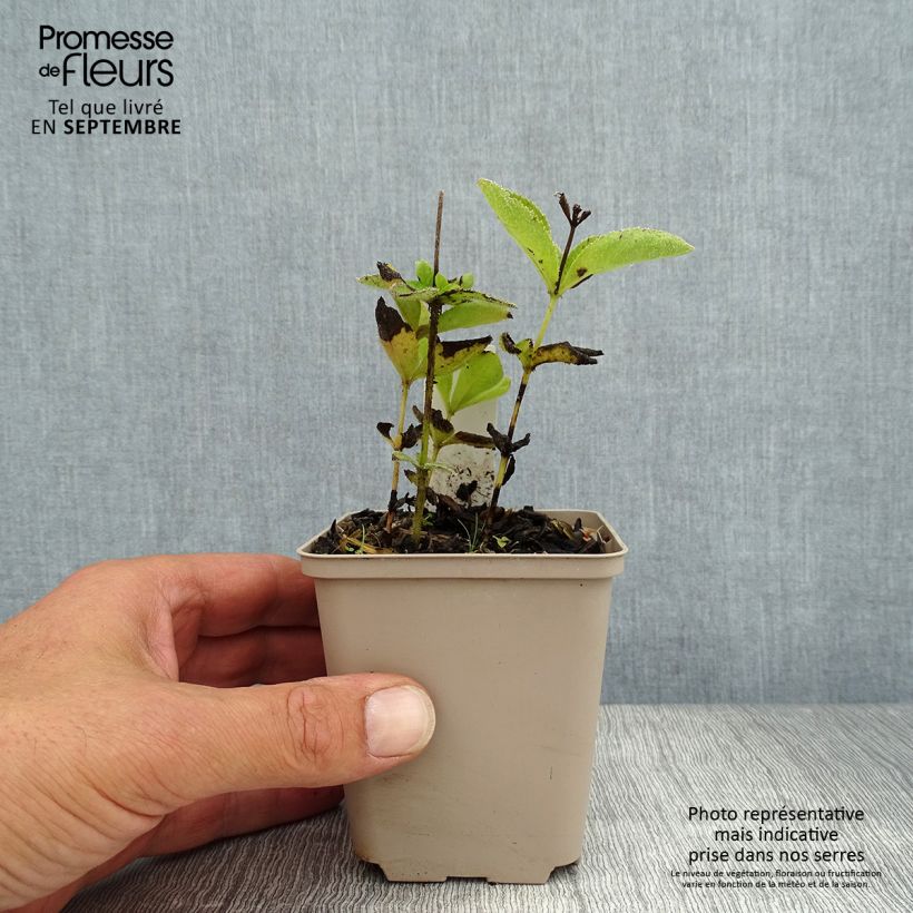 Veronicastrum sibiricum 8/9 cm pot sample as delivered in summer