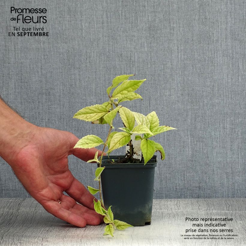Veronicastrum villosulum 8/9 cm pot sample as delivered in summer