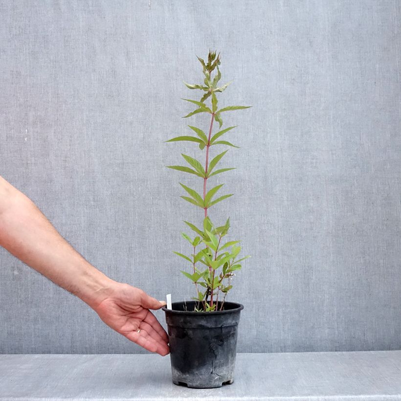 Veronicastrum virginicum Adoration 2L/3L pot sample as delivered in spring