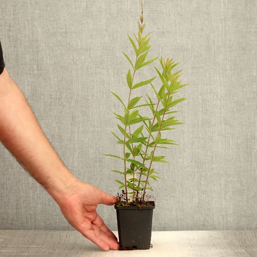 Veronicastrum virginicum Diane 8/9 cm pot sample as delivered in summer