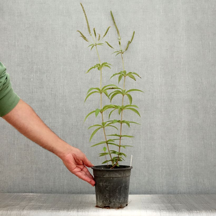 Veronicastrum virginicum Fascination 2L/3L pot sample as delivered in summer