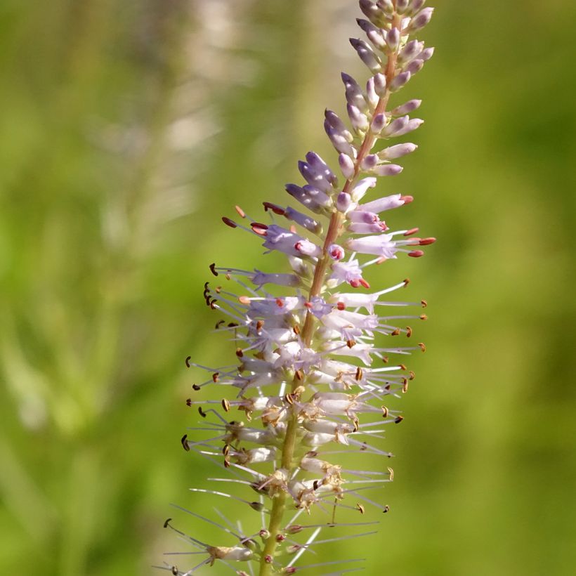 Veronicastrum virginicum Lavendelturm (Flowering)