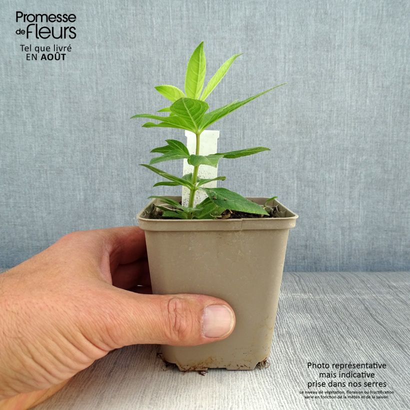 Veronicastrum virginicum Apollo 8/9 cm pot sample as delivered in summer