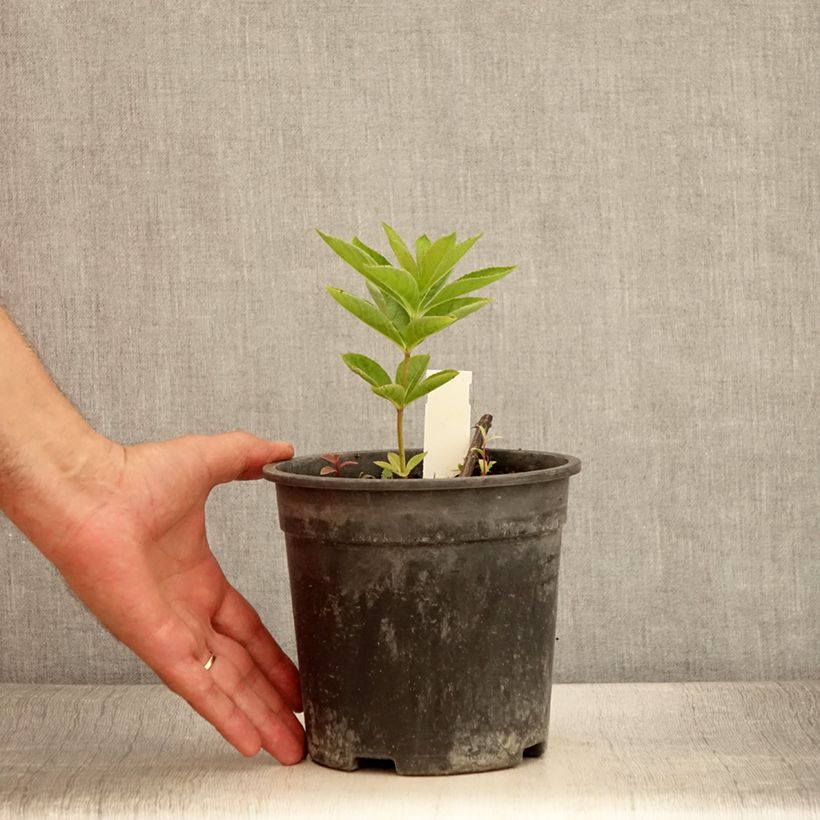 Veronicastrum virginicum Apollo 2L/3L pot sample as delivered in summer