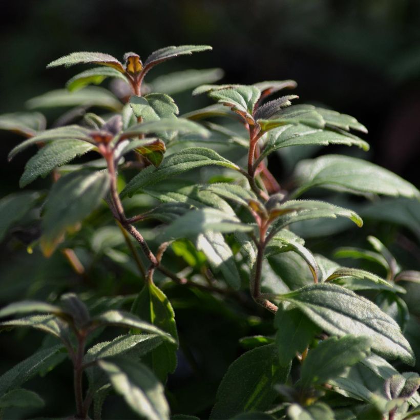 Veronica umbrosa Georgia Blue (Foliage)