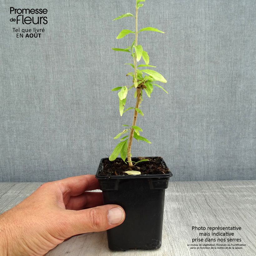 Argentinian Verbena - Aloysia polystachya 7/8 cm pot sample as delivered in summer