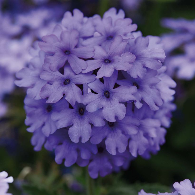 Verbena hybrida Endurascape Blue Imp (Flowering)