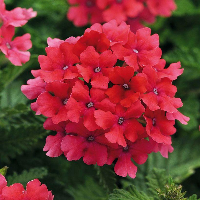 Verbena hybrida Endurascape Hot Pink (Flowering)