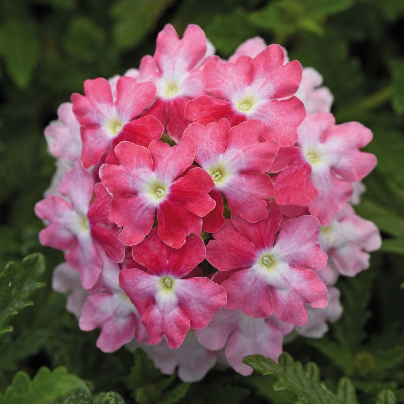 Verbena hybrida Endurascape Pink Fizz (Flowering)