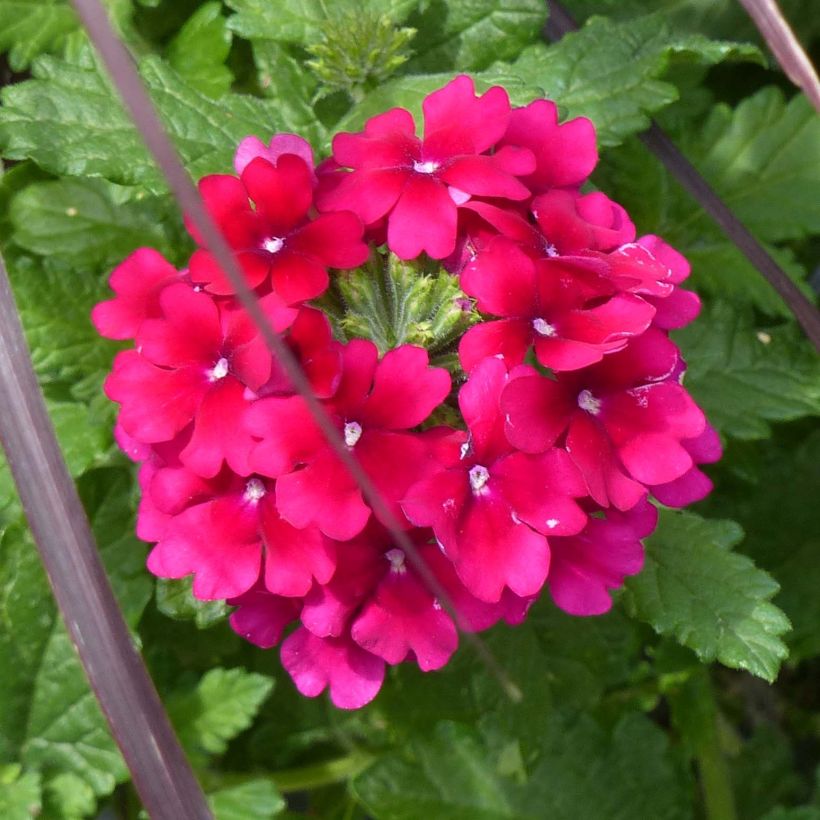 Verbena Virgo Burgundy (Flowering)