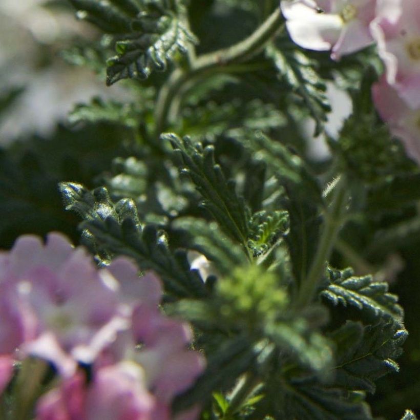 Verbena hybrida Estrella Pink Ballet (Foliage)