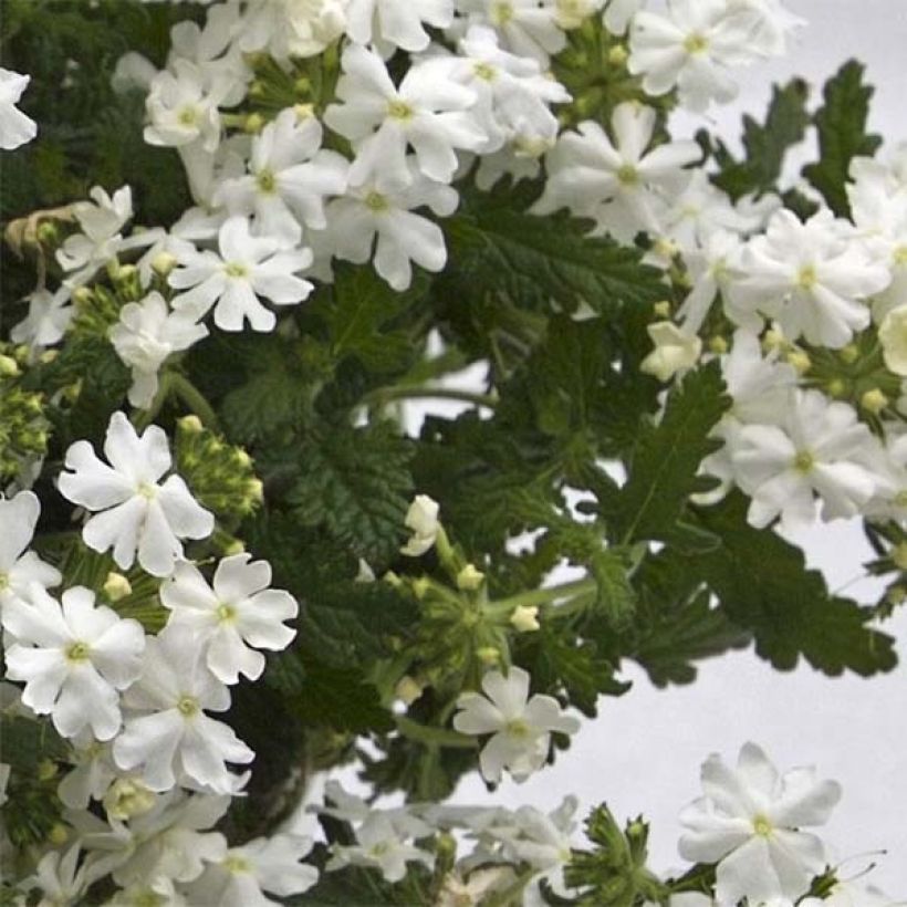 Verbena Virgo White (Foliage)