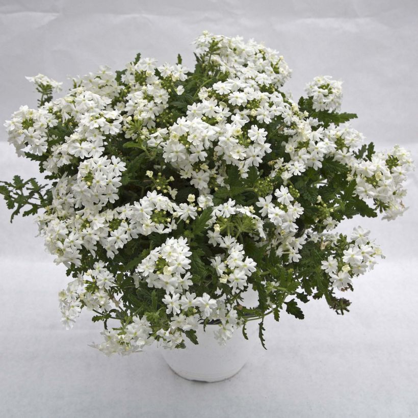 Verbena Virgo White (Plant habit)