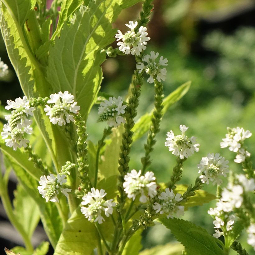 Verbena hastata White Spires (Flowering)