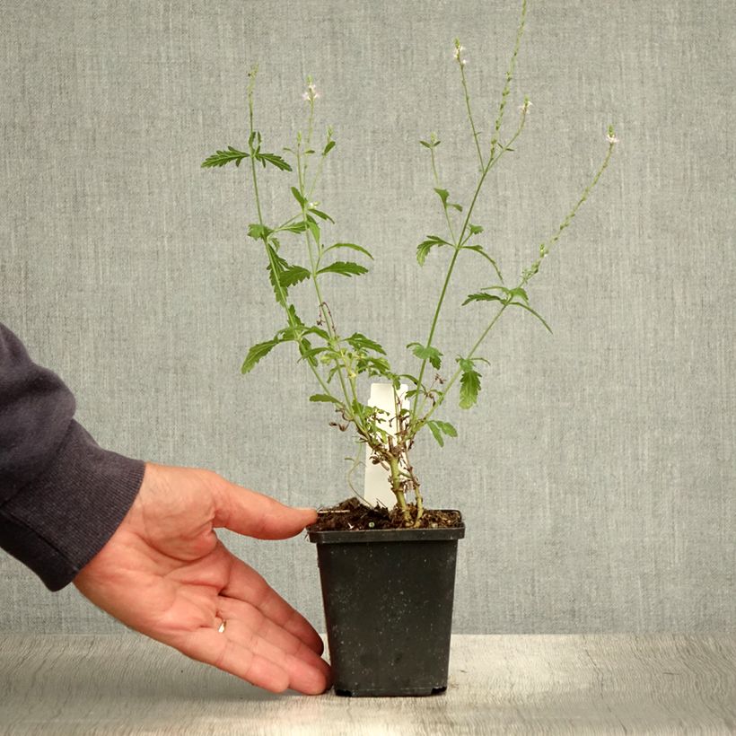Verbena officinalis 8/9 cm pot sample as delivered in summer