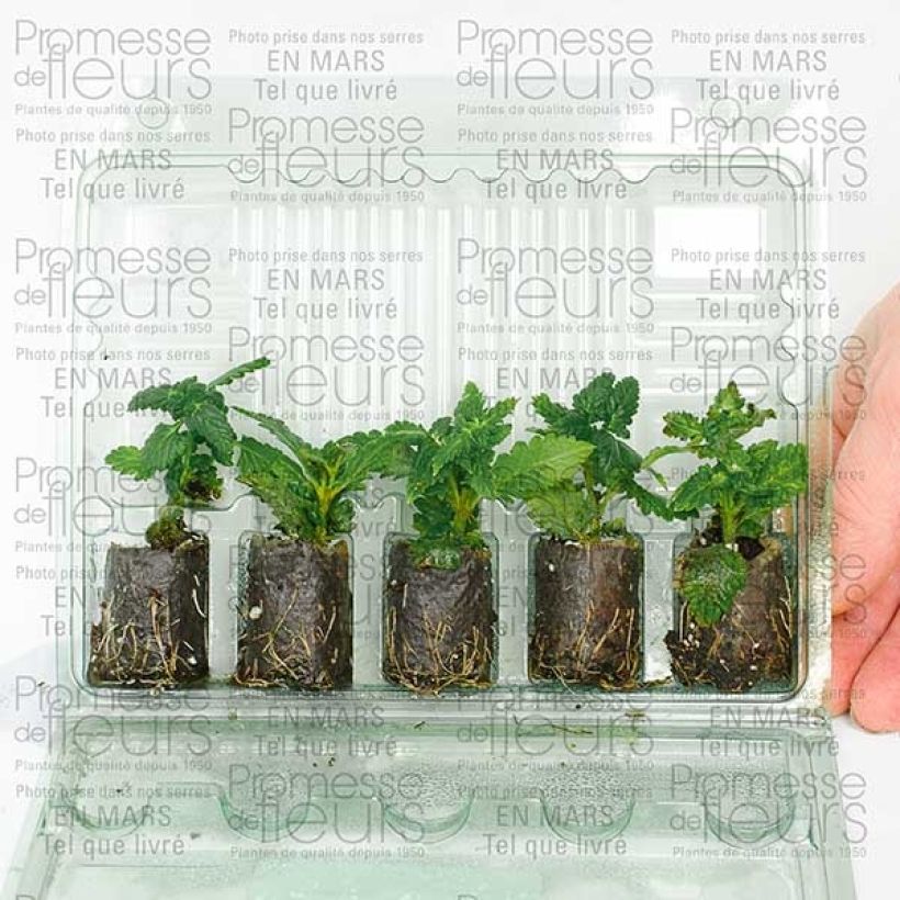Example of Verbena Star Dreams Lavender Plug plant 3/4cm specimen as delivered
