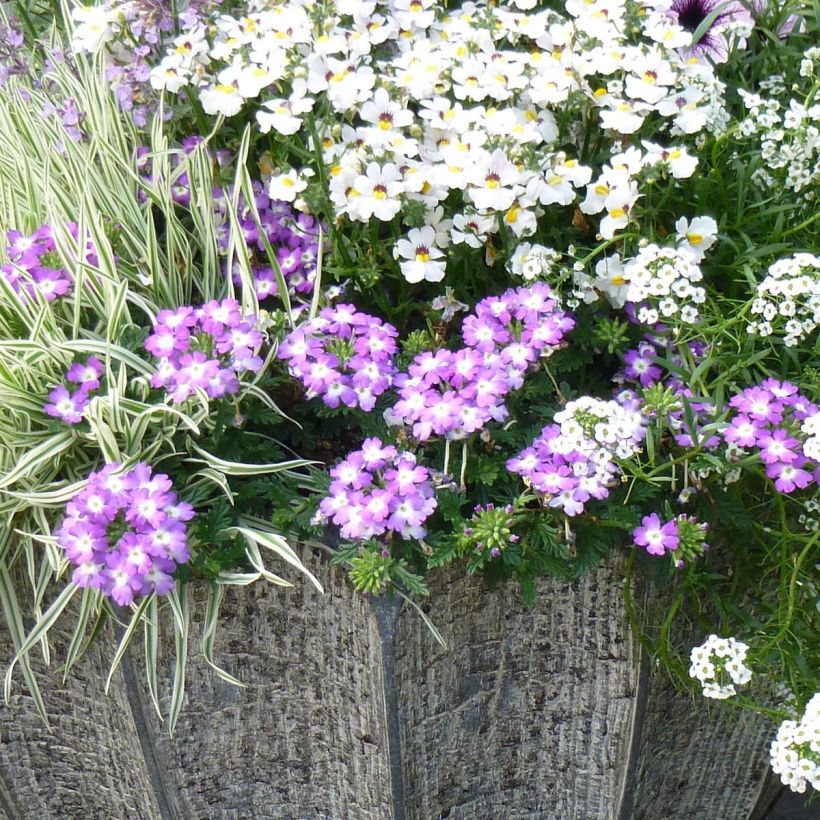 Verbena hybrida Lavender White (Plant habit)