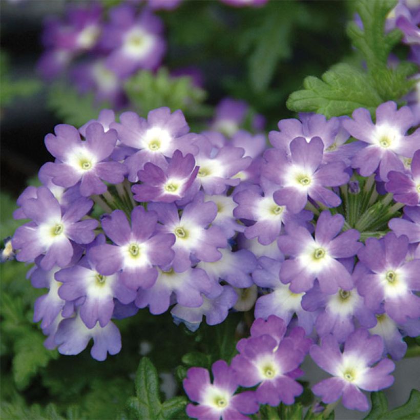 Verbena hybrida Lavender White (Flowering)