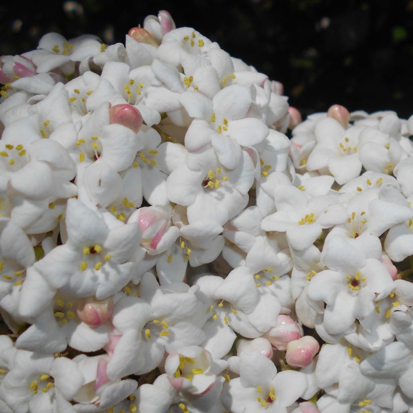 Viburnum x carlcephalum (Flowering)