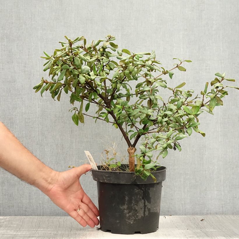 Viburnum burkwoodii Conoy 4L/5L pot sample as delivered in summer
