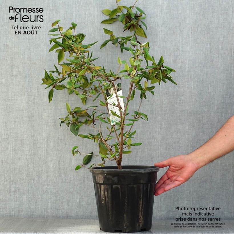 Viburnum burkwoodii 7.5L/10L pot sample as delivered in summer