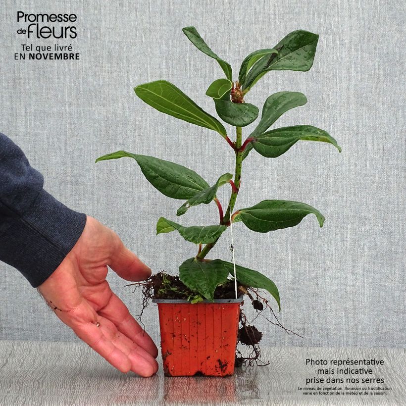 Viburnum davidii - David viburnum 8/9 cm pot sample as delivered in autumn