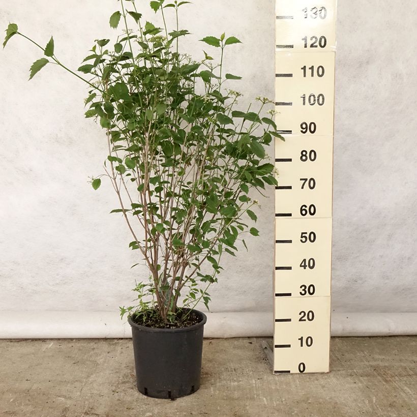Viburnum dentatum Blue Muffin 7.5L/10L pot sample as delivered in summer
