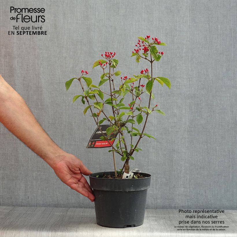 Viburnum dilatatum Sealing Wax 4L/5L pot sample as delivered in summer