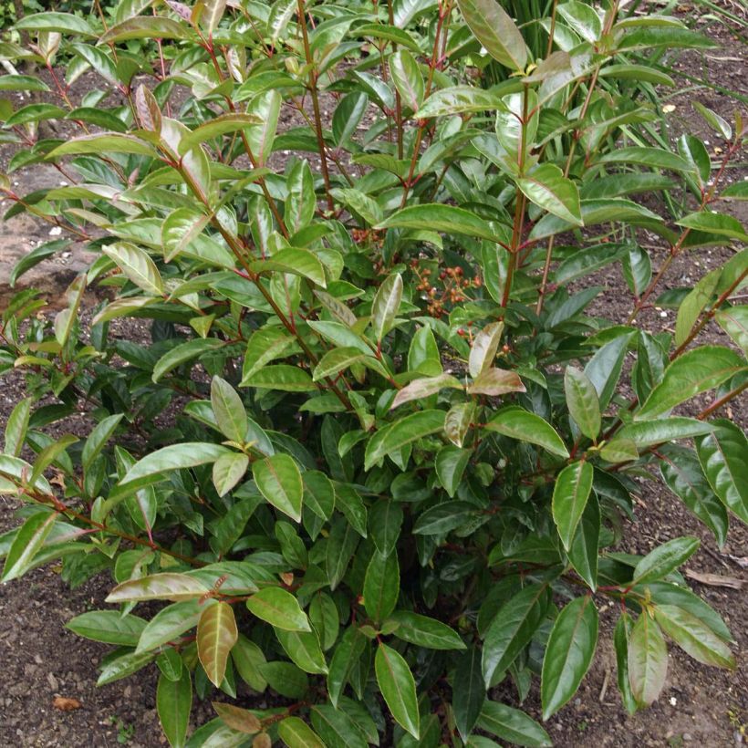 Viburnum Le Bois Marquis (Foliage)