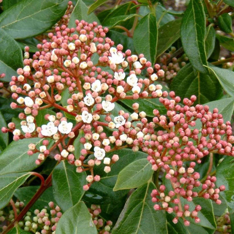 Viburnum lucidum (Flowering)