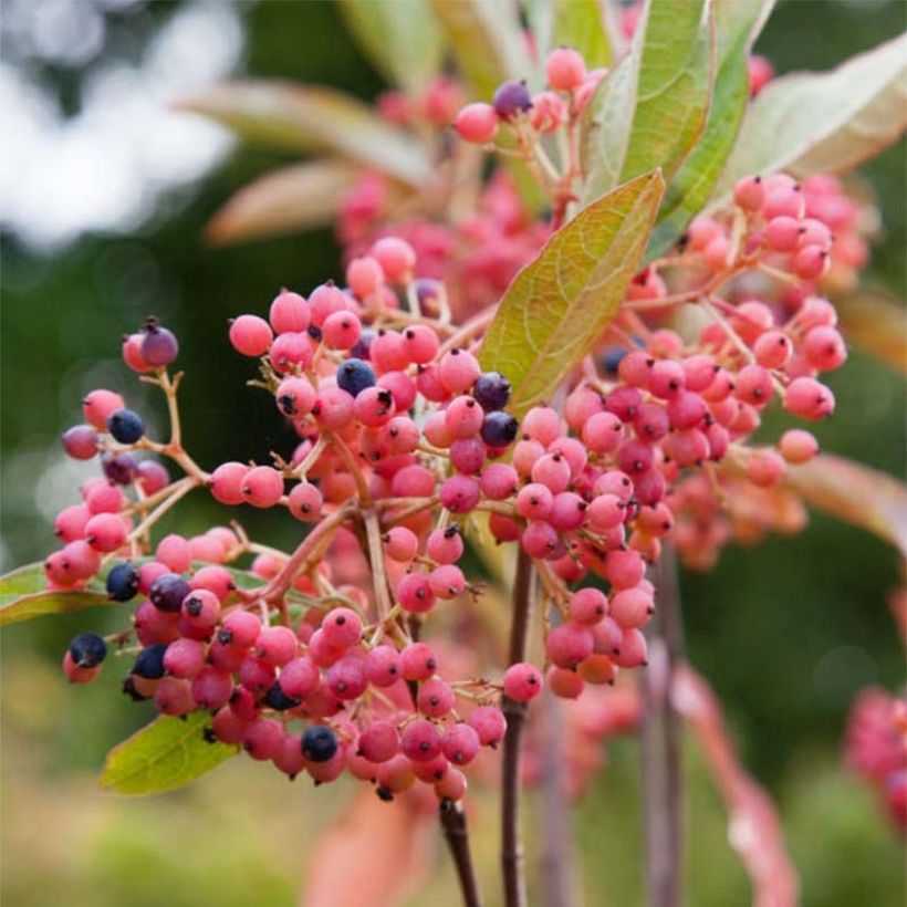 Viburnum nudum Pink Beauty (Flowering)