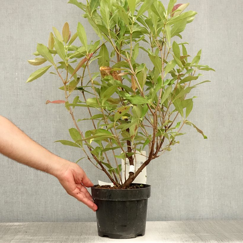 Viburnum odoratissimum Coppertop 3L/4L pot sample as delivered in summer
