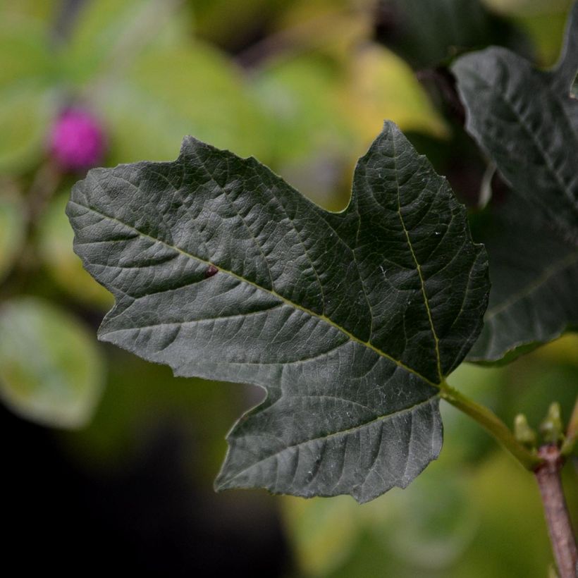 Viburnum opulus Compactum (Foliage)