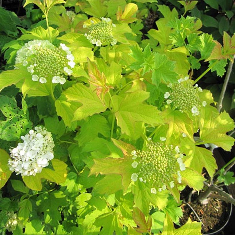 Viburnum opulus Park Harvest (Flowering)