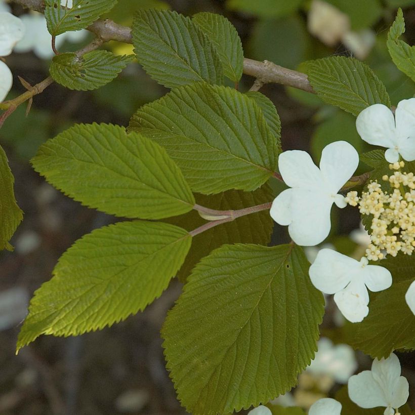 Viburnum plicatum Mariesii (Foliage)