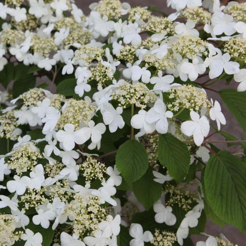 Viburnum plicatum Mariesii (Flowering)