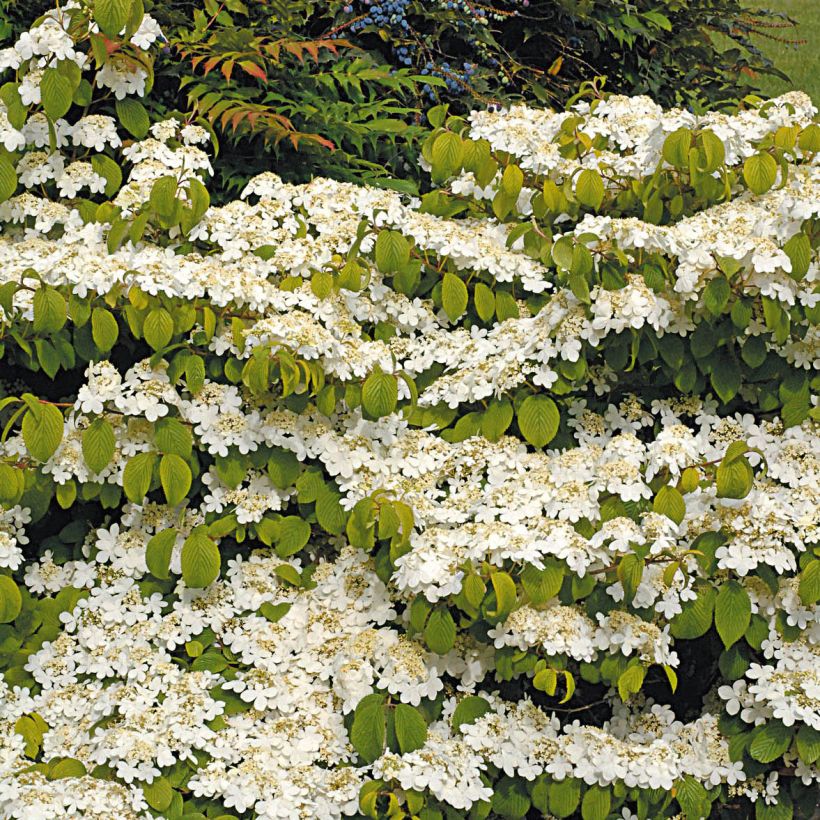 Viburnum plicatum Mariesii Great Star (Plant habit)