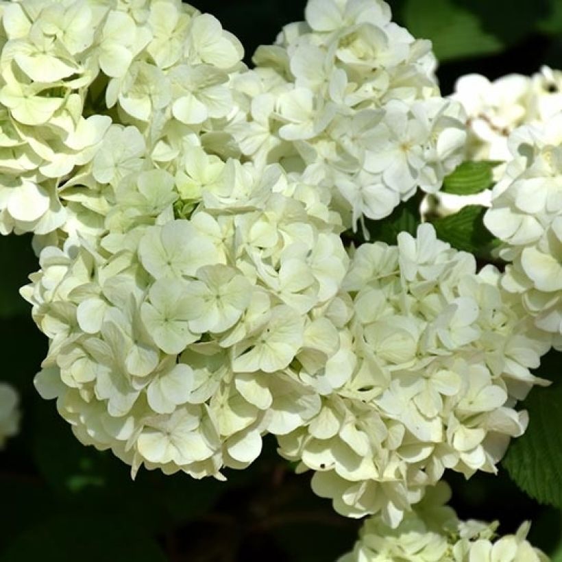 Viburnum plicatum Opening Day (Flowering)