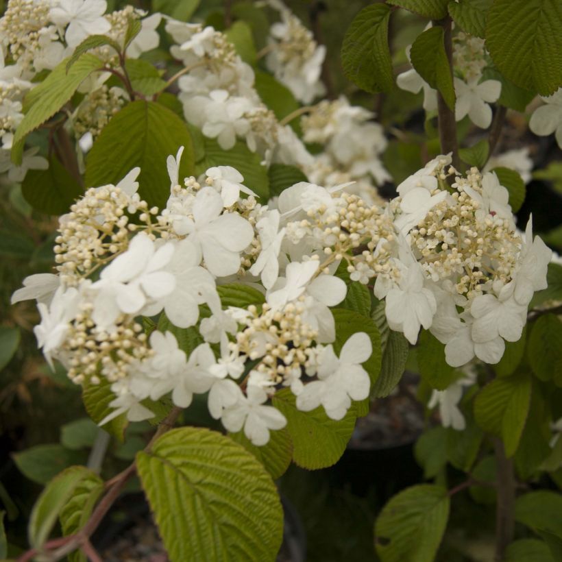 Viburnum plicatum mariesii Shasta (Flowering)