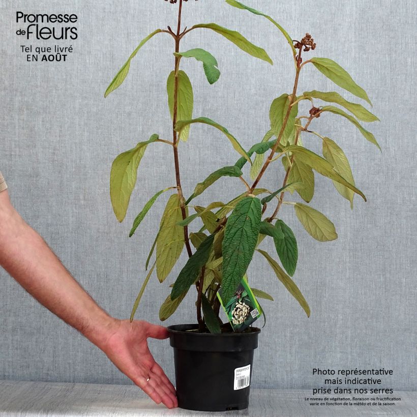 Viburnum rhytidophyllum 2L/3L pot sample as delivered in summer