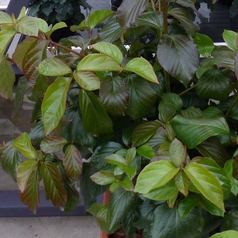 Viburnum Shiny Dancer (Foliage)