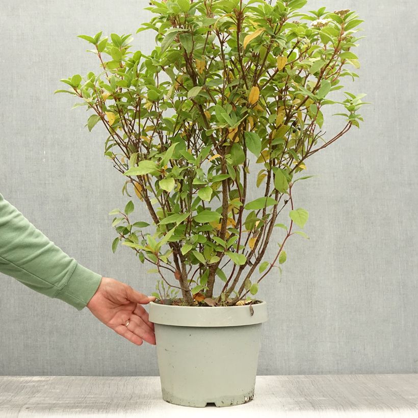 Viburnum tinus Eve Price 7.5L/10L pot sample as delivered in summer