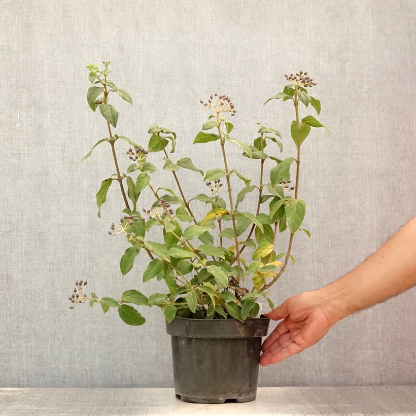 Viburnum tinus Purpureum 2L/3L pot sample as delivered in summer