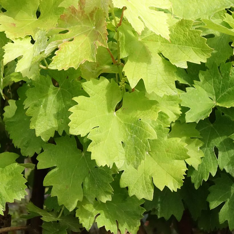 Vitis vinifera Albarossa - Grapevine (Foliage)