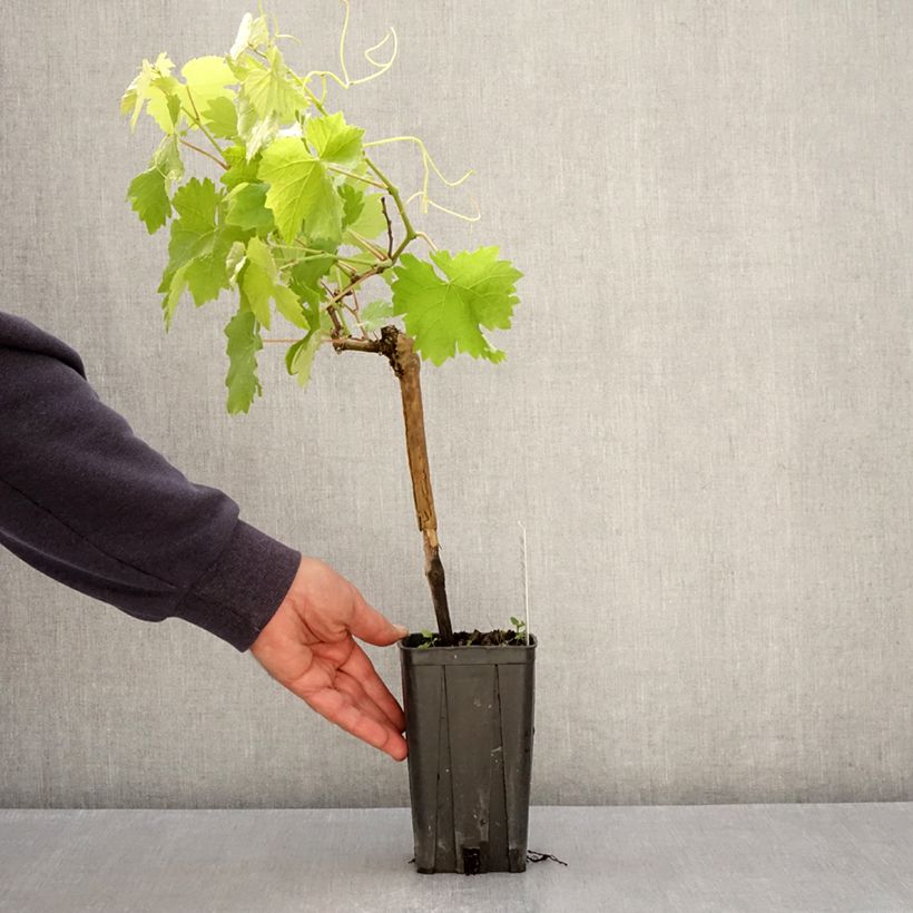 Vitis vinifera Albarossa - Grapevine 1.5L/2L pot sample as delivered in spring