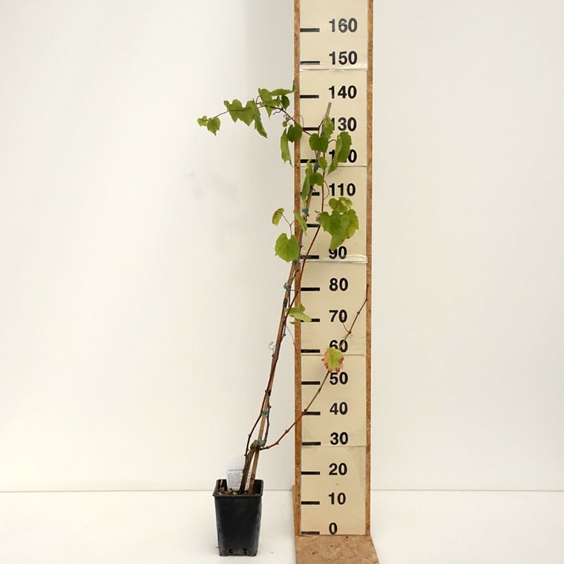 Alphonse Lavallée Vine - Vitis vinifera 3L/4L pot sample as delivered in summer