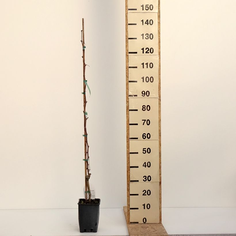 Alphonse Lavallée Vine - Vitis vinifera 3L/4L pot sample as delivered in winter
