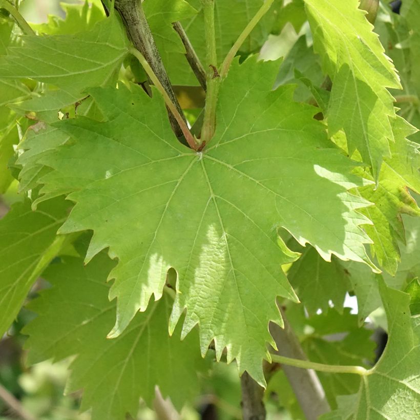 Vitis vinifera Ampelia Amandin - Grape vine (Foliage)