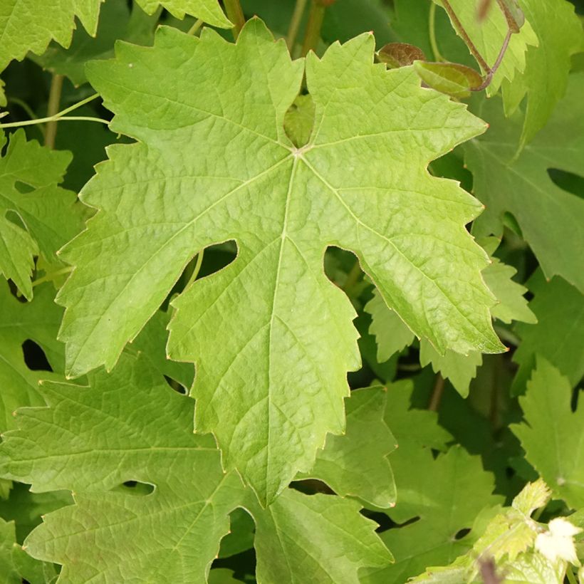 Vitis vinifera Barbera - Grapevine (Foliage)