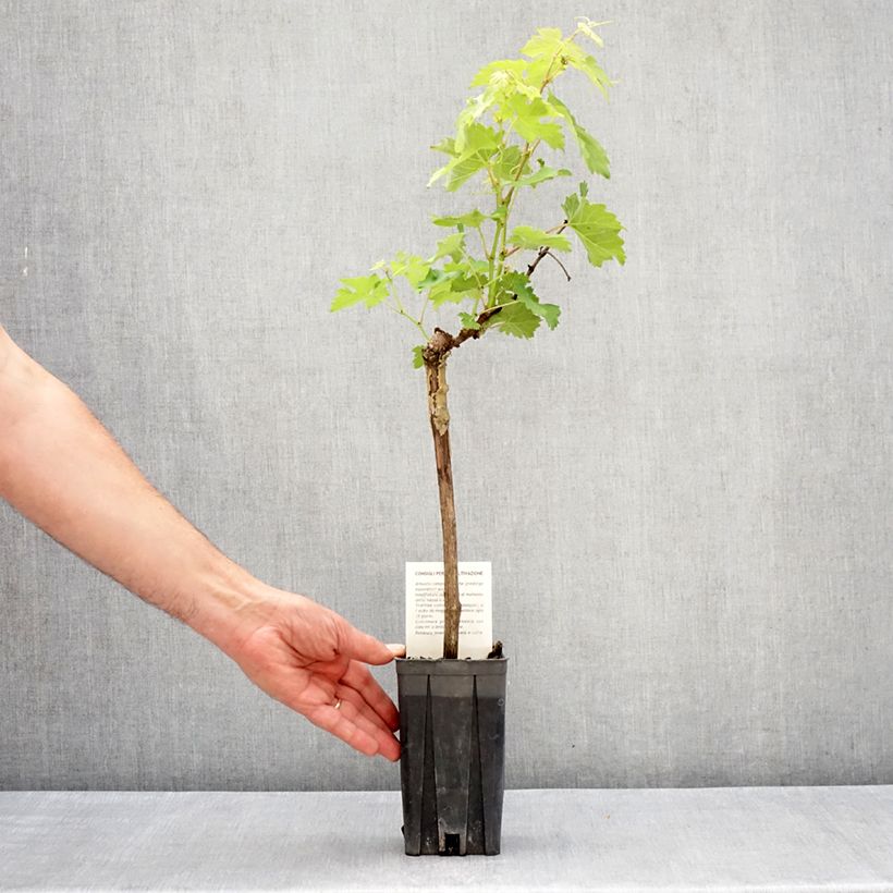Vitis vinifera Barbera - Grapevine 1.5L/2L pot sample as delivered in spring